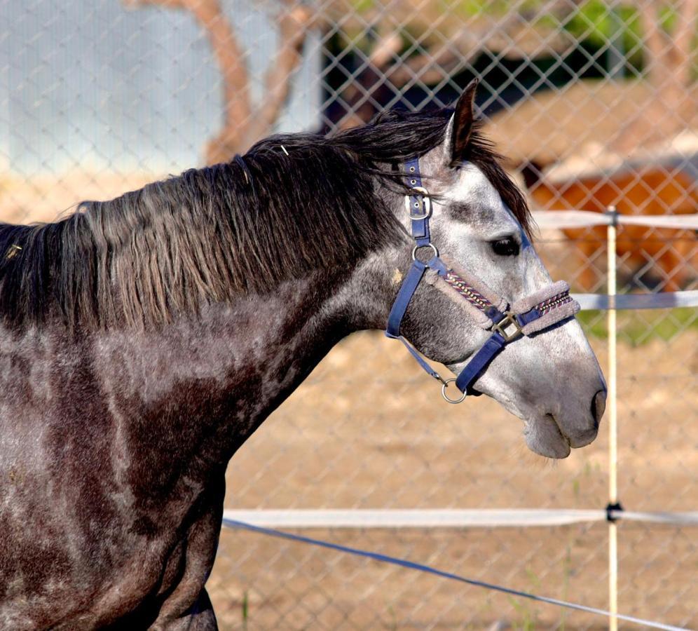 Les Chevaux De Coeur Bed and Breakfast Estepona Exterior foto